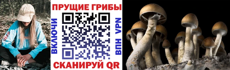 Псилоцибиновые грибы Psilocybine cubensis  Купить  Обнинск 